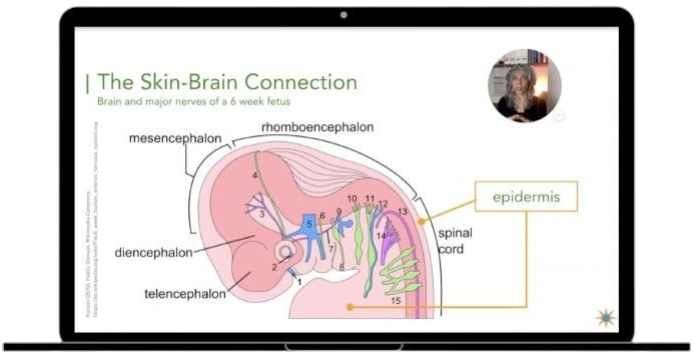 Screenshot from the Pinpoint DNM online course showing a diagram of the skin-brain connection and cranial nerve development in a 6-week fetus.